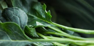Amazing Health Benefits of Collard Green Amazing Health Benefits of Collard Green