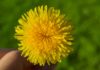 Health Benefits of Dandelion Greens Health Benefits of Dandelion Greens
