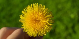 Health Benefits of Dandelion Greens Health Benefits of Dandelion Greens