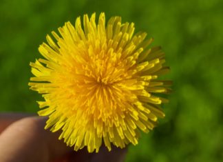 Health Benefits of Dandelion Greens Health Benefits of Dandelion Greens