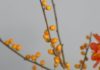 Health Benefits of Medlar Fruit Health Benefits of Medlar Fruit
