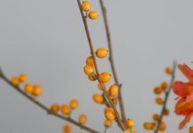 Health Benefits of Medlar Fruit Health Benefits of Medlar Fruit