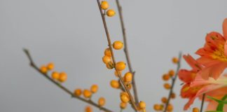 Health Benefits of Medlar Fruit Health Benefits of Medlar Fruit