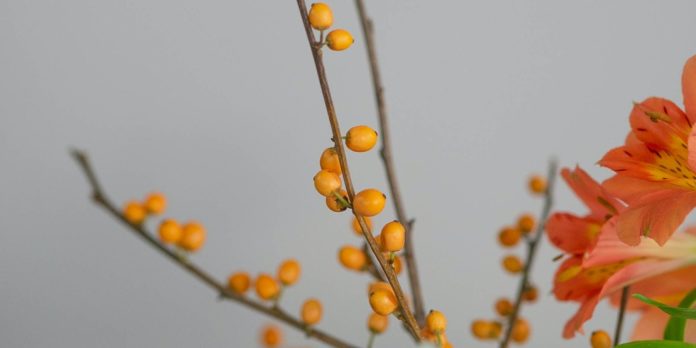 Health Benefits of Medlar Fruit