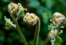 Get Some Fiddlehead Ferns Today Get Some Fiddlehead Ferns Today