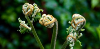 Get Some Fiddlehead Ferns Today Get Some Fiddlehead Ferns Today