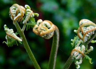 Get Some Fiddlehead Ferns Today Get Some Fiddlehead Ferns Today