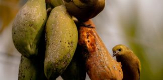 Uses and Health Benefits of Cupuacu Uses and Health Benefits of Cupuacu