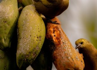 Uses and Health Benefits of Cupuacu Uses and Health Benefits of Cupuacu