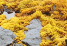 How Much Do You Know About Kelp? How Much Do You Know About Kelp?