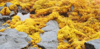 How Much Do You Know About Kelp? How Much Do You Know About Kelp?