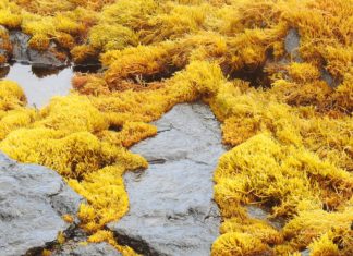 How Much Do You Know About Kelp? How Much Do You Know About Kelp?