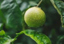11 Health Benefits of Key Lime 11 Health Benefits of Key Lime