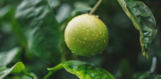 11 Health Benefits of Key Lime 11 Health Benefits of Key Lime