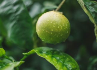 11 Health Benefits of Key Lime 11 Health Benefits of Key Lime