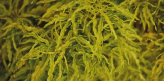 Do You Know Seaweeds Are Highly Nutritious? Do You Know Seaweeds Are Highly Nutritious?