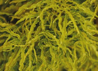 Do You Know Seaweeds Are Highly Nutritious? Do You Know Seaweeds Are Highly Nutritious?