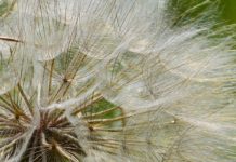 7 Health Benefits of Dandelion Honey 7 Health Benefits of Dandelion Honey