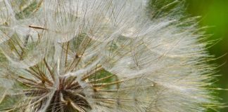 7 Health Benefits of Dandelion Honey 7 Health Benefits of Dandelion Honey