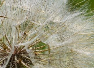 7 Health Benefits of Dandelion Honey 7 Health Benefits of Dandelion Honey
