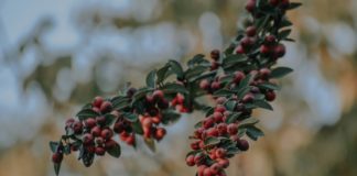 When Last Did You Eat a Juneberry? When Last Did You Eat a Juneberry?