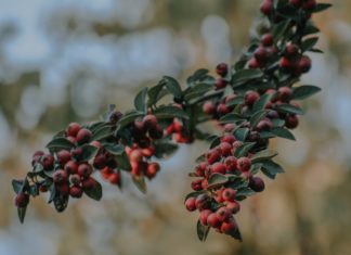 When Last Did You Eat a Juneberry? When Last Did You Eat a Juneberry?