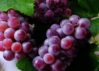 22 Health Benefits of Grape Leaves 22 Health Benefits of Grape Leaves