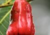 Health Benefits of Cashew in Pregnancy Health Benefits of Cashew Fruit in Pregnancy
