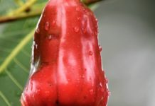 Health Benefits of Cashew in Pregnancy Health Benefits of Cashew Fruit in Pregnancy