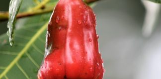 Health Benefits of Cashew in Pregnancy Health Benefits of Cashew Fruit in Pregnancy
