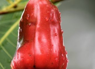 Health Benefits of Cashew in Pregnancy Health Benefits of Cashew Fruit in Pregnancy