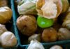 Incredible Health Benefits of Tomatillos Incredible Health Benefits of Tomatillos