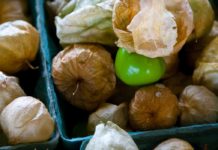 Incredible Health Benefits of Tomatillos Incredible Health Benefits of Tomatillos