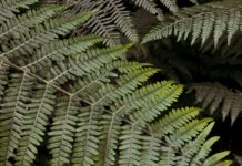 Amazing Health Benefits of Stone Breaker Stone Breaker