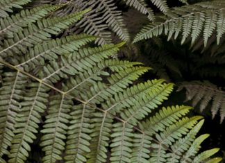 Amazing Health Benefits of Stone Breaker Stone Breaker