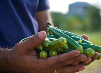 Health Benefits of Drinking Okra Water Health Benefits of Drinking Okra Water