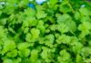 19 Health Benefits of Coriander Leaves 19 Health Benefits of Coriander Leaves