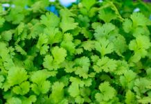 19 Health Benefits of Coriander Leaves 19 Health Benefits of Coriander Leaves