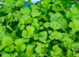 19 Health Benefits of Coriander Leaves 19 Health Benefits of Coriander Leaves
