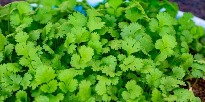 19 Health Benefits of Coriander Leaves