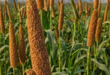 11 Health Benefits of Bajra bajra