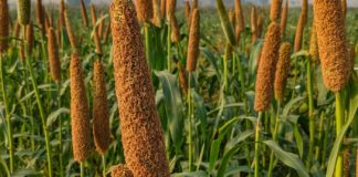 11 Health Benefits of Bajra bajra