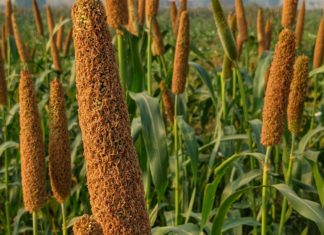 11 Health Benefits of Bajra bajra