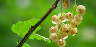 7 Amazing Health Benefits of Gooseberries 7 Amazing Health Benefits of Gooseberries