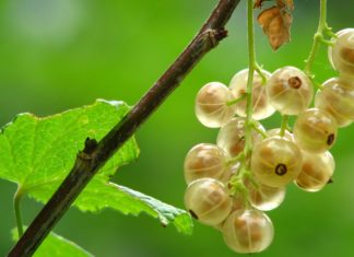 7 Amazing Health Benefits of Gooseberries 7 Amazing Health Benefits of Gooseberries