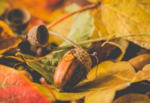 Health Benefits of Tuba-Tuba Leaves Health Benefits of Tuba-Tuba Leaves