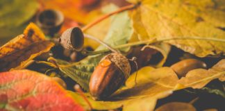 Health Benefits of Tuba-Tuba Leaves Health Benefits of Tuba-Tuba Leaves