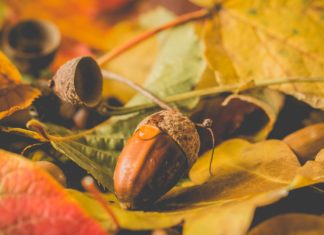 Health Benefits of Tuba-Tuba Leaves Health Benefits of Tuba-Tuba Leaves