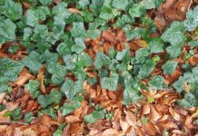 6 Health Benefits of Ground Ivy 6 Health Benefits of Ground Ivy