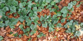 6 Health Benefits of Ground Ivy 6 Health Benefits of Ground Ivy